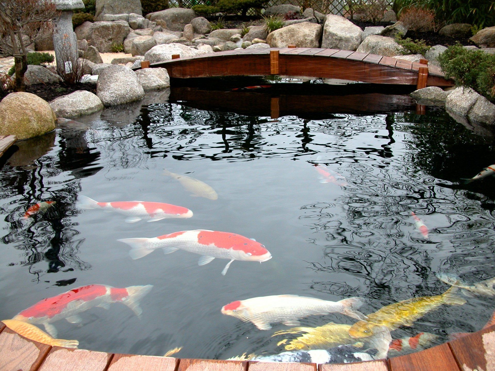 bassin à koï