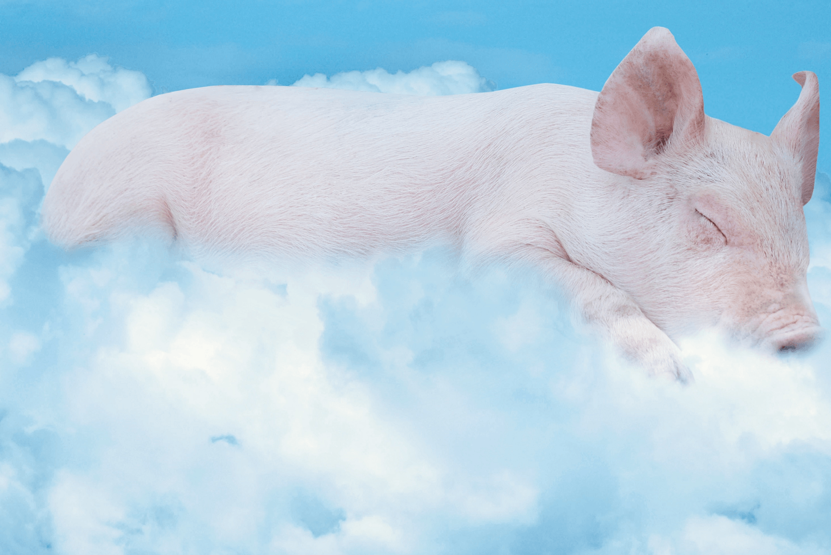 Ferkel auf Wolke