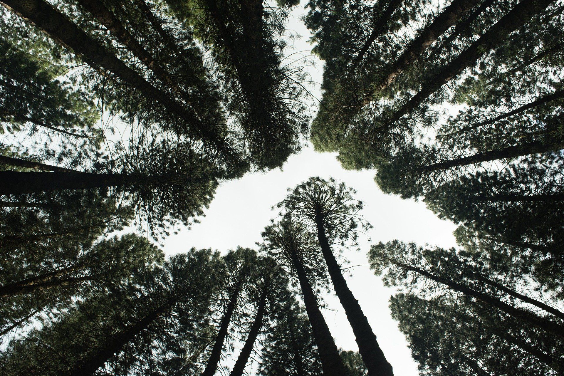 Imagen de pinos para dar visibilidad al sector forestal para a la recuperación verde.