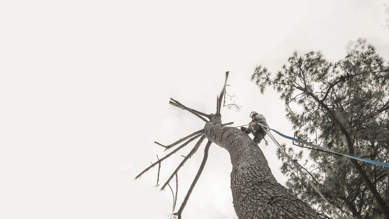 cortar árbol Pozuelo de Alarcón cortar árbol Pozuelo de Alarcón