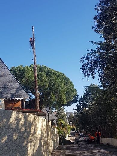 cuando cortar arbol Soria