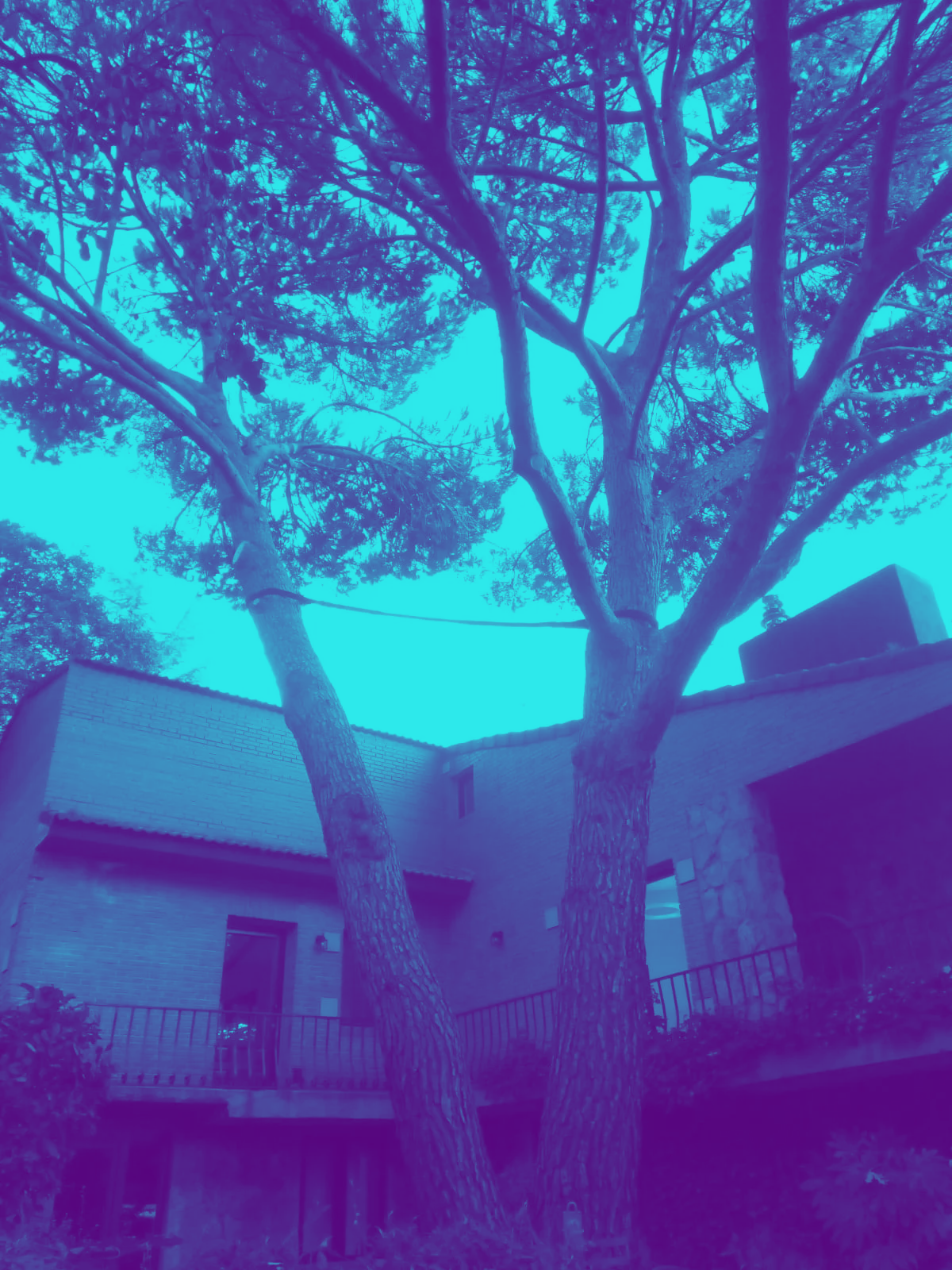 instalacion cables sustentacion arbol madrid