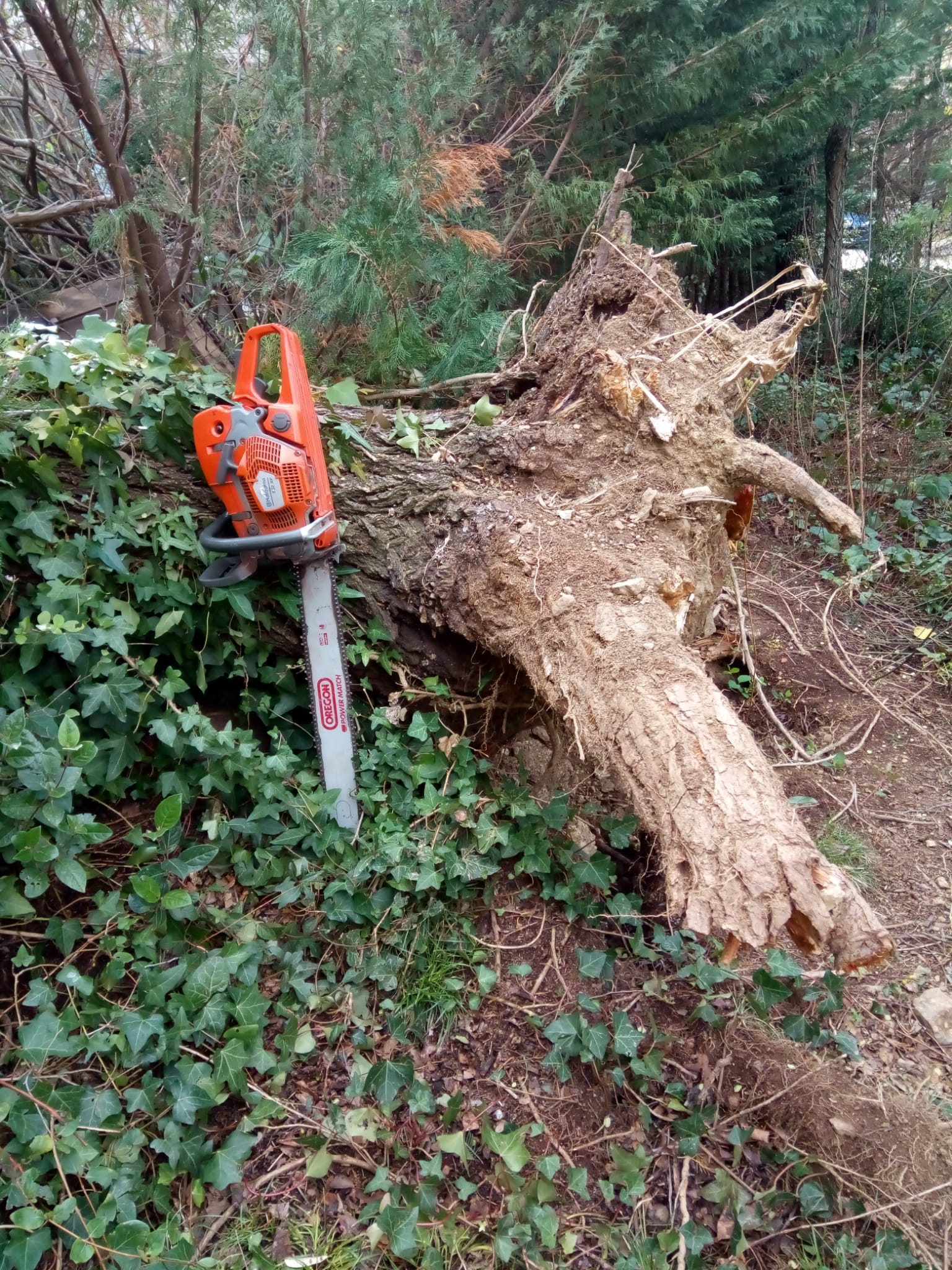 empresa destoconado arbol madrid