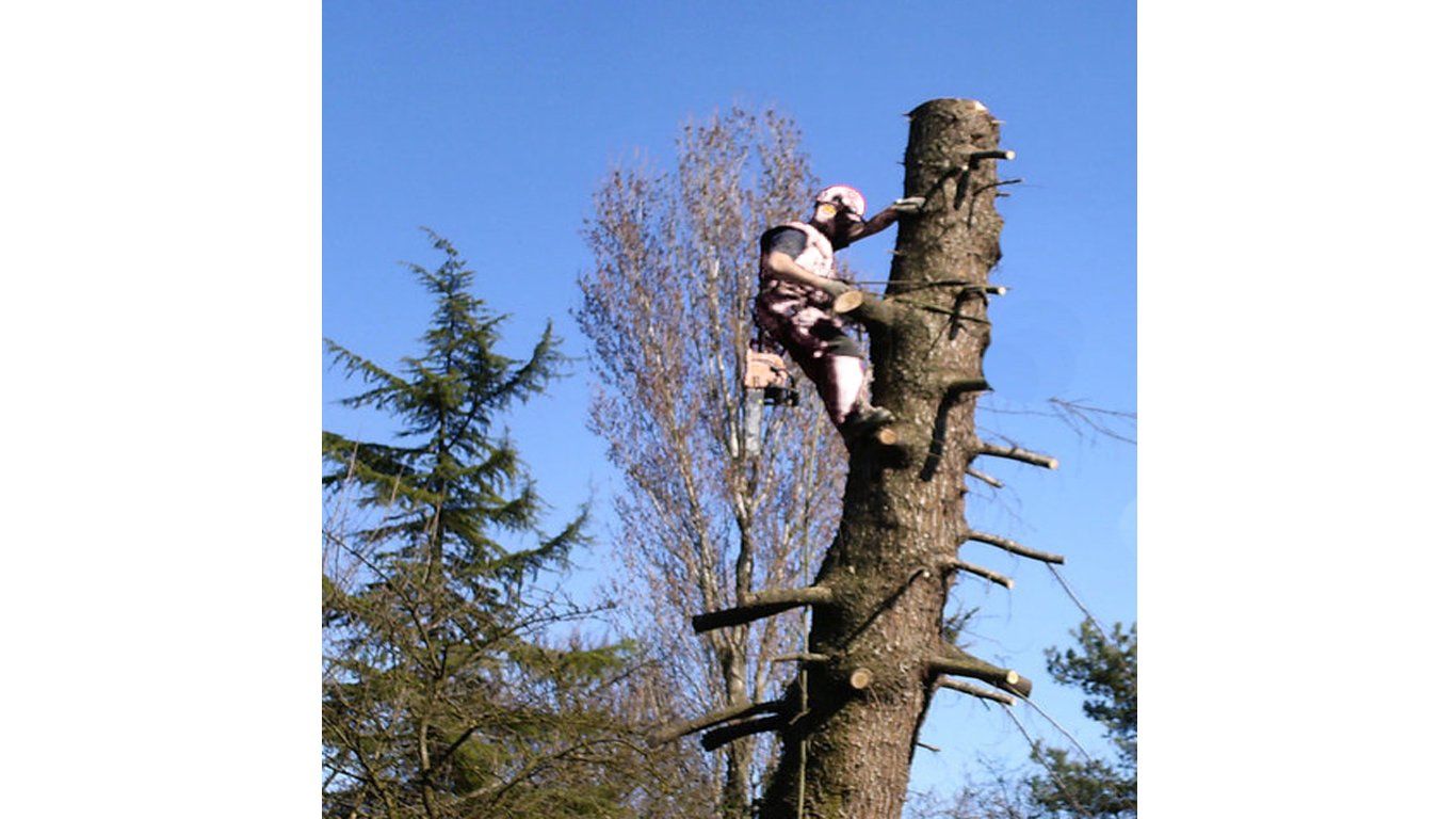 empresa talar árbol en Madrid