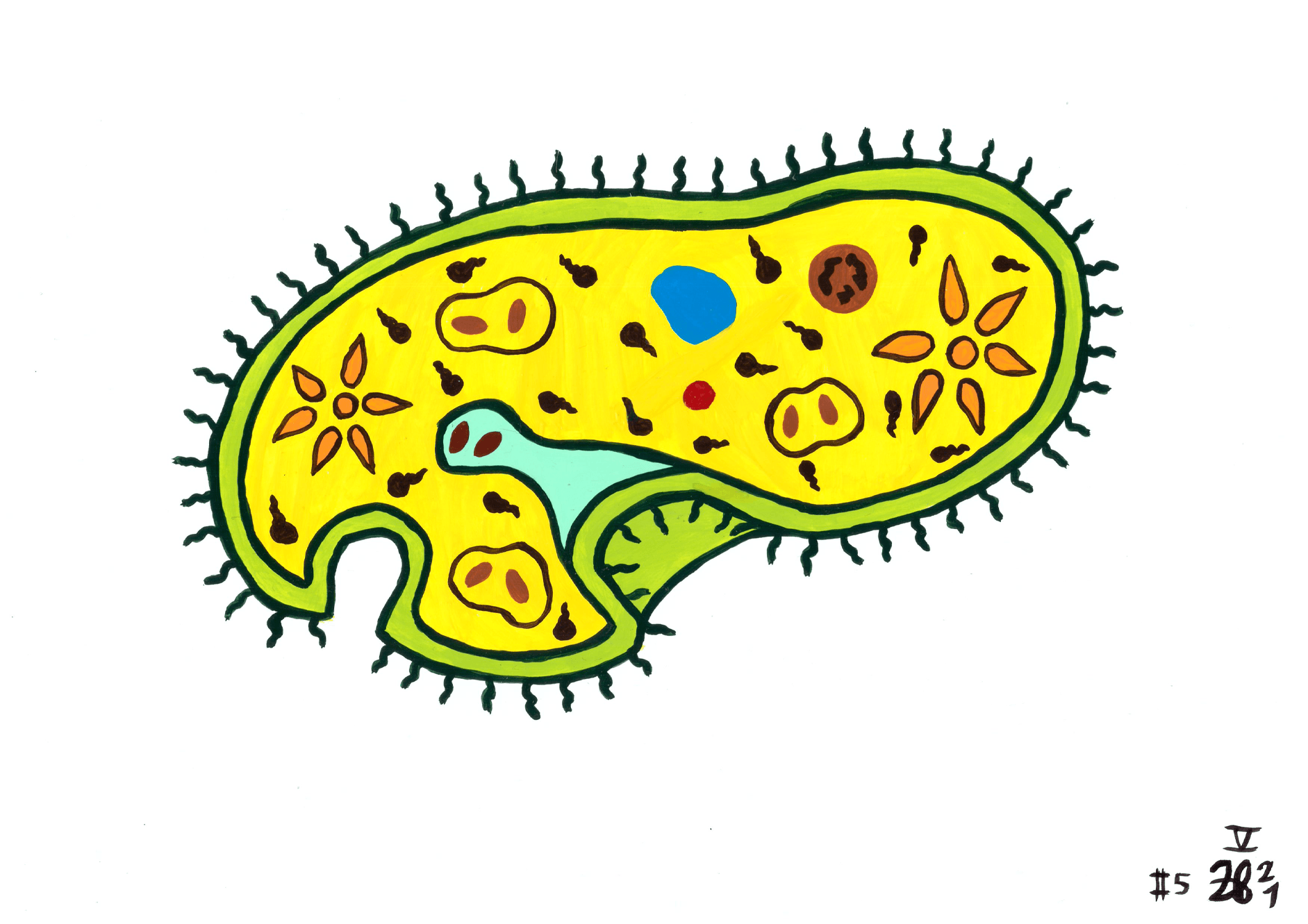 Schön :) kado images pantoffeltierchen