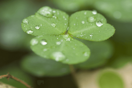 Trauerredner Institut Geisler Supervision Trauerredner Institut Geisler Supervision