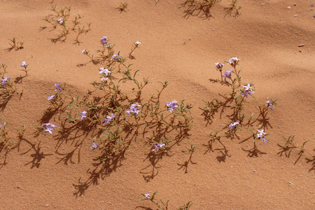 Trauerrede schreiben und halten Trauerredner Institut Trauerrede schreiben und halten