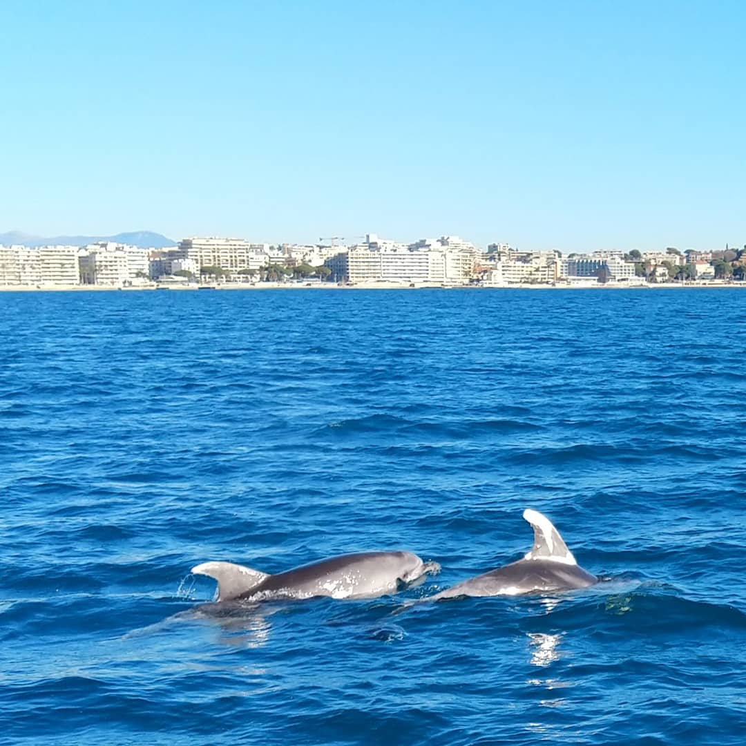 seaprint water taxi juan les pins golfe juan cannes mandelieu théoule îles de lérins taxi boat bateau taxi day at sea