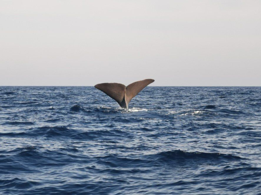 seaprint water taxi juan les pins golfe juan cannes mandelieu théoule îles de lérins taxi boat bateau taxi balade en mer