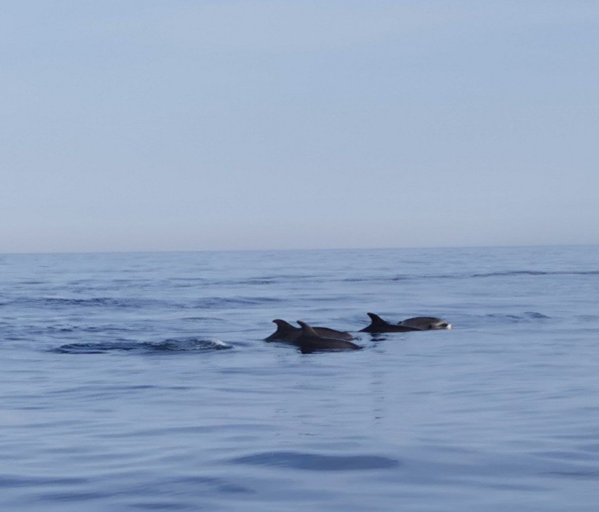 seaprint water taxi juan les pins golfe juan cannes mandelieu théoule îles de lérins taxi boat bateau taxi day at sea
