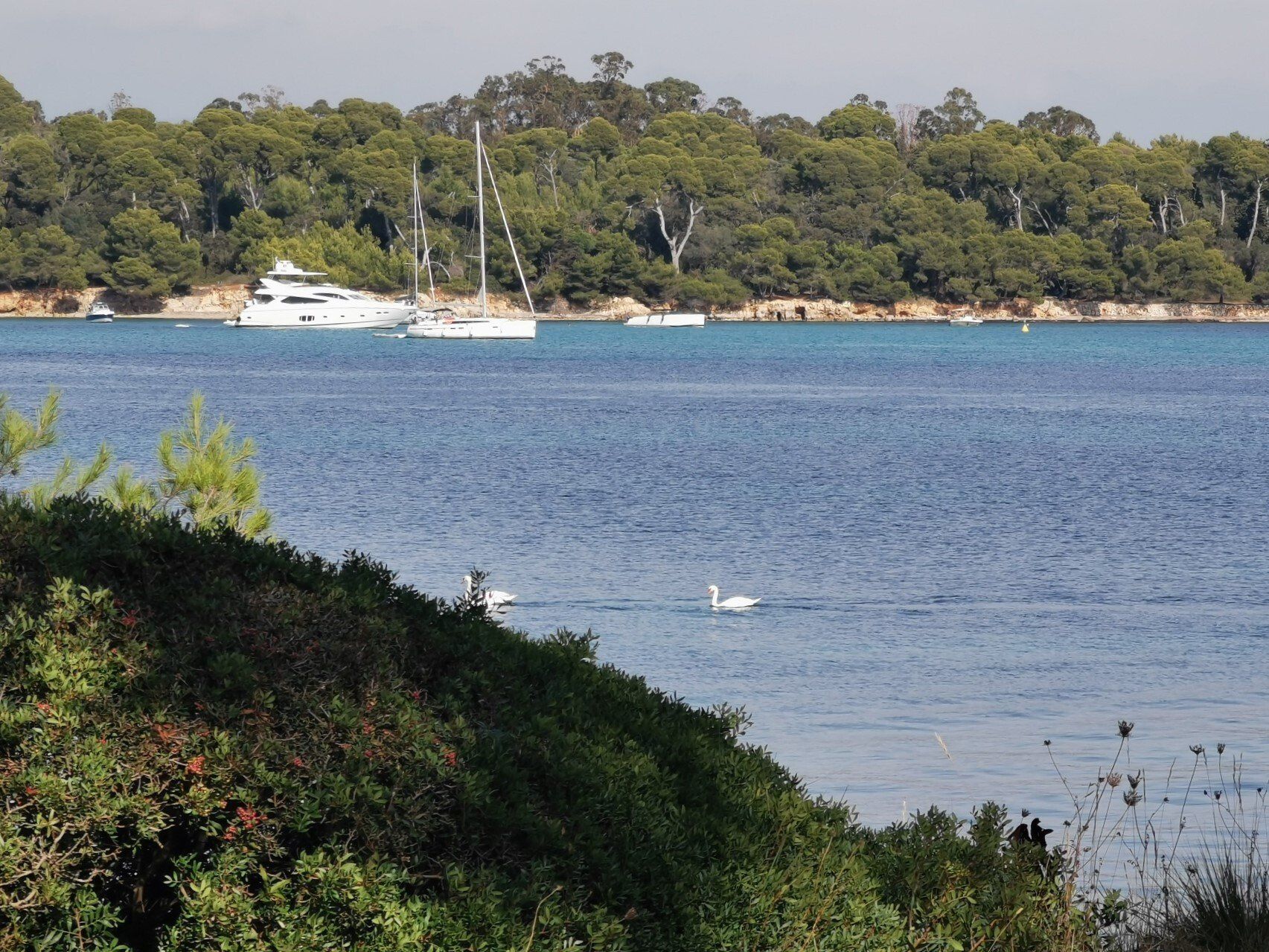 seaprint water taxi juan les pins golfe juan cannes mandelieu théoule îles de lérins taxi boat bateau taxi nice monaco saint tropez