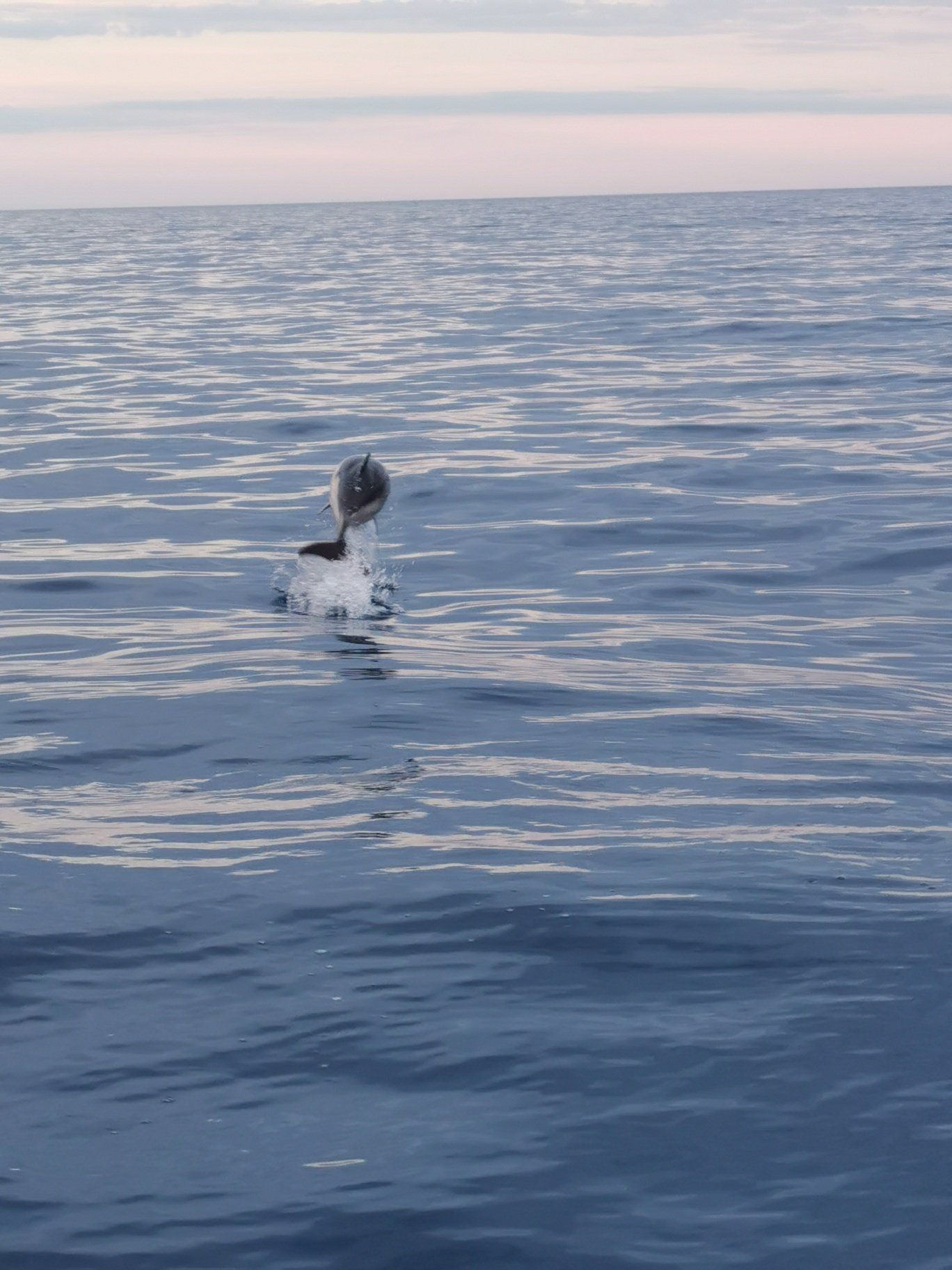 water taxi juan les pins golfe juan cannes mandelieu théoule îles de lérins bateau taxi boat au large de nos côtes