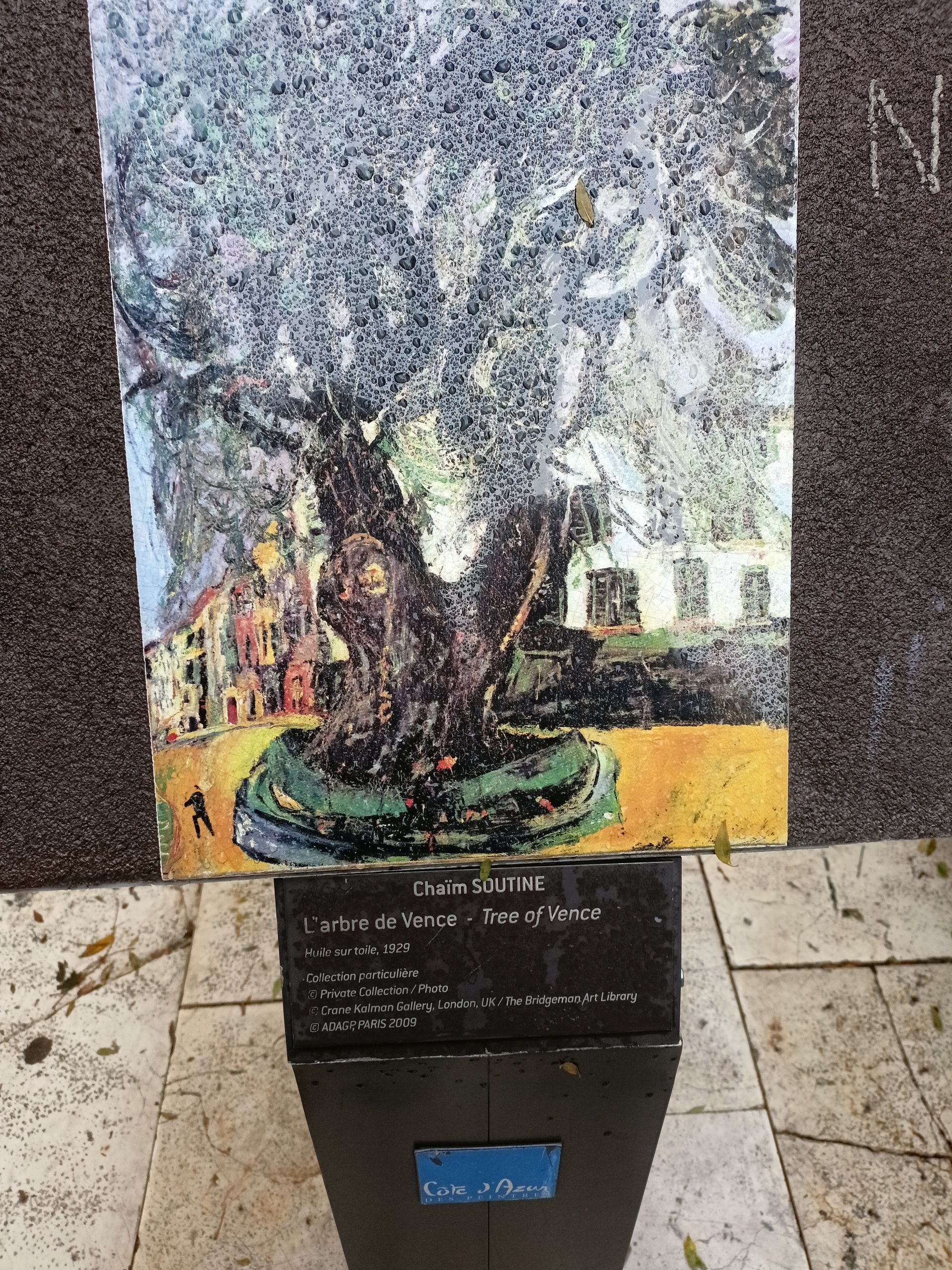 Il grande Frassino di Vence in Francia