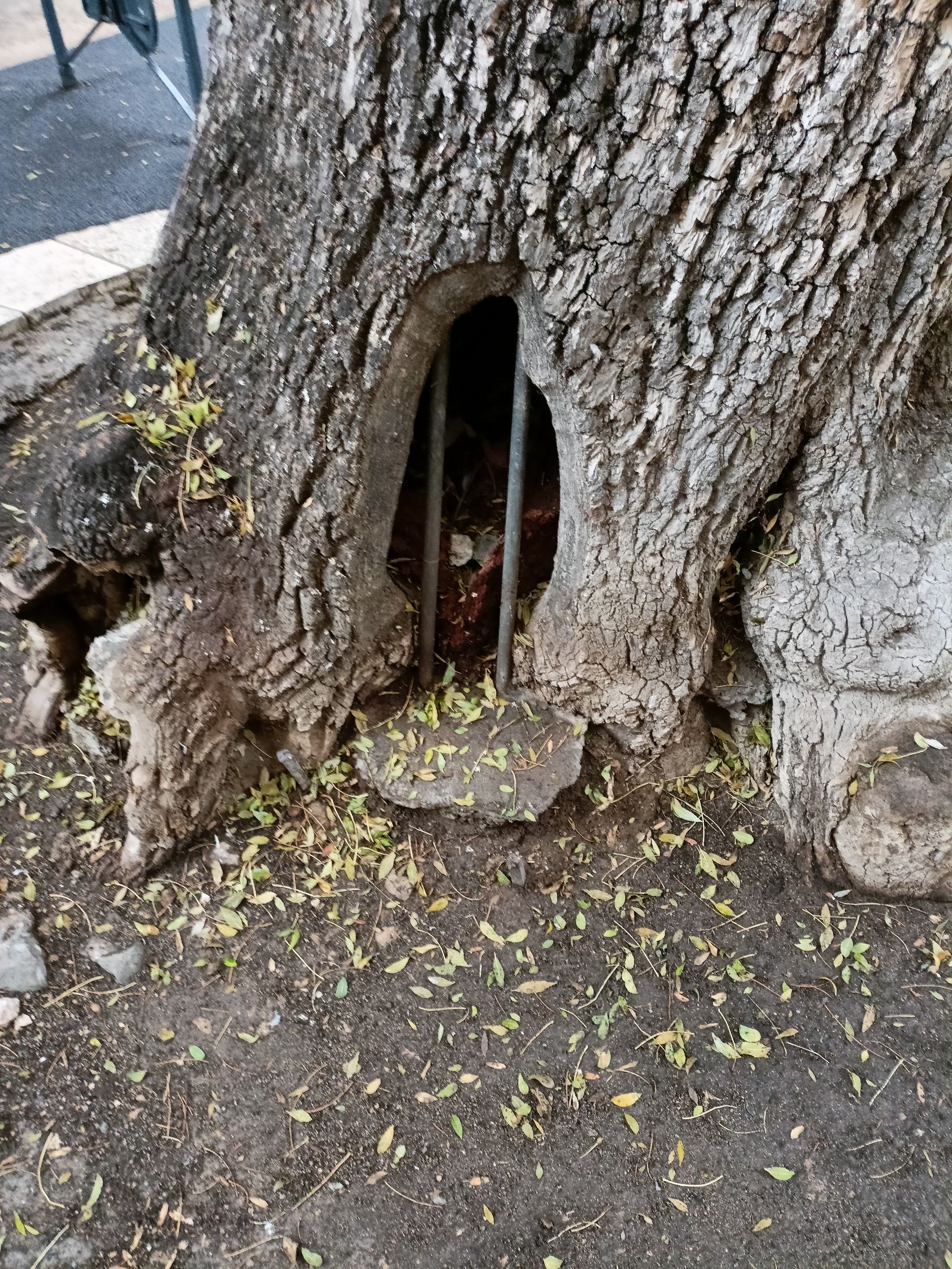 Il grande Frassino di Vence in Francia
