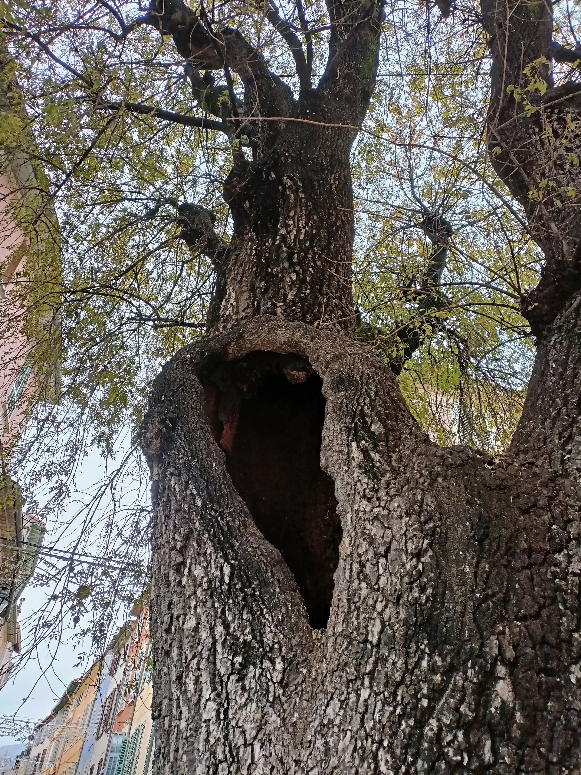 Il grande Frassino di Vence in Francia
