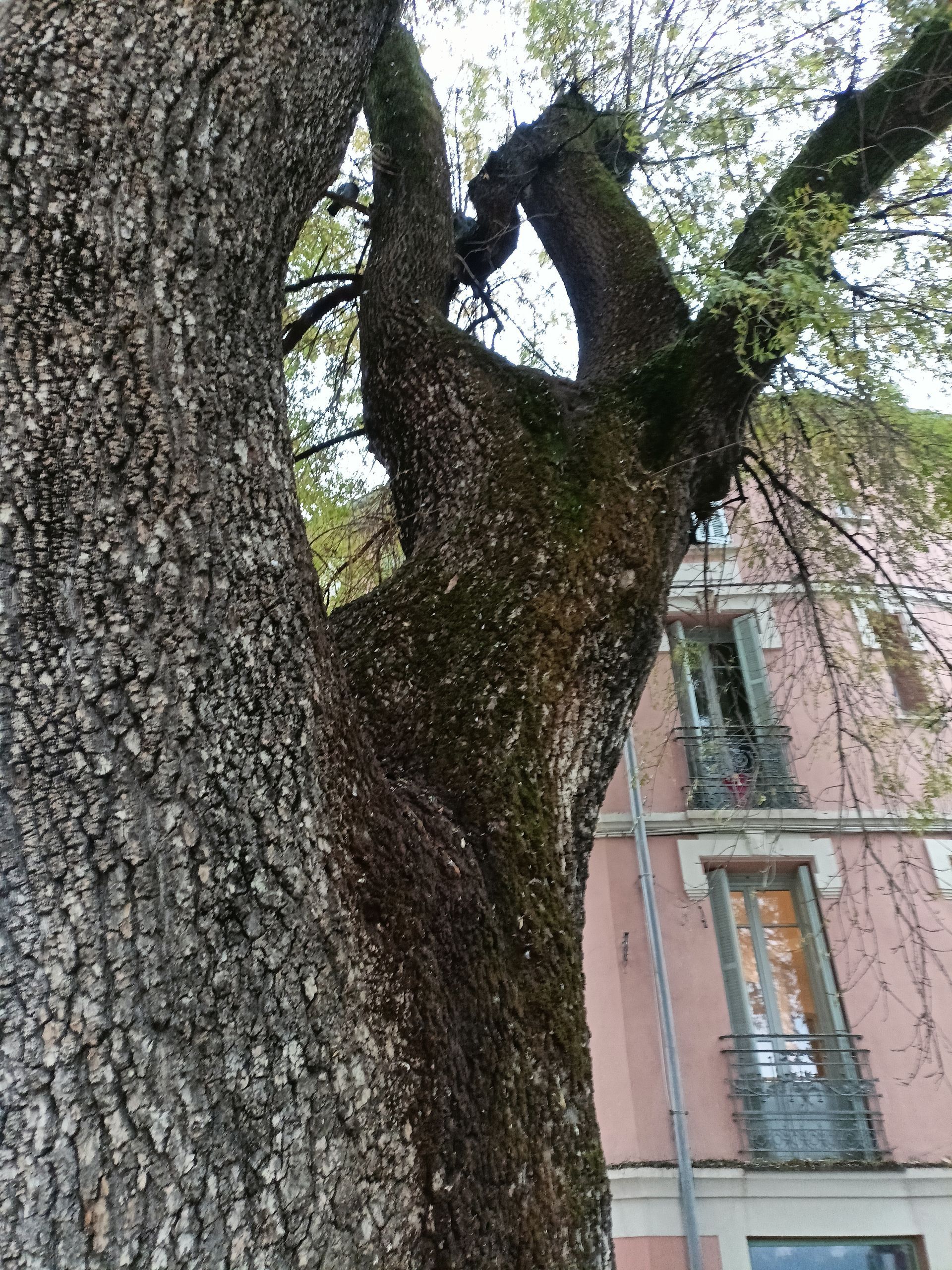 Il grande Frassino di Vence in Francia