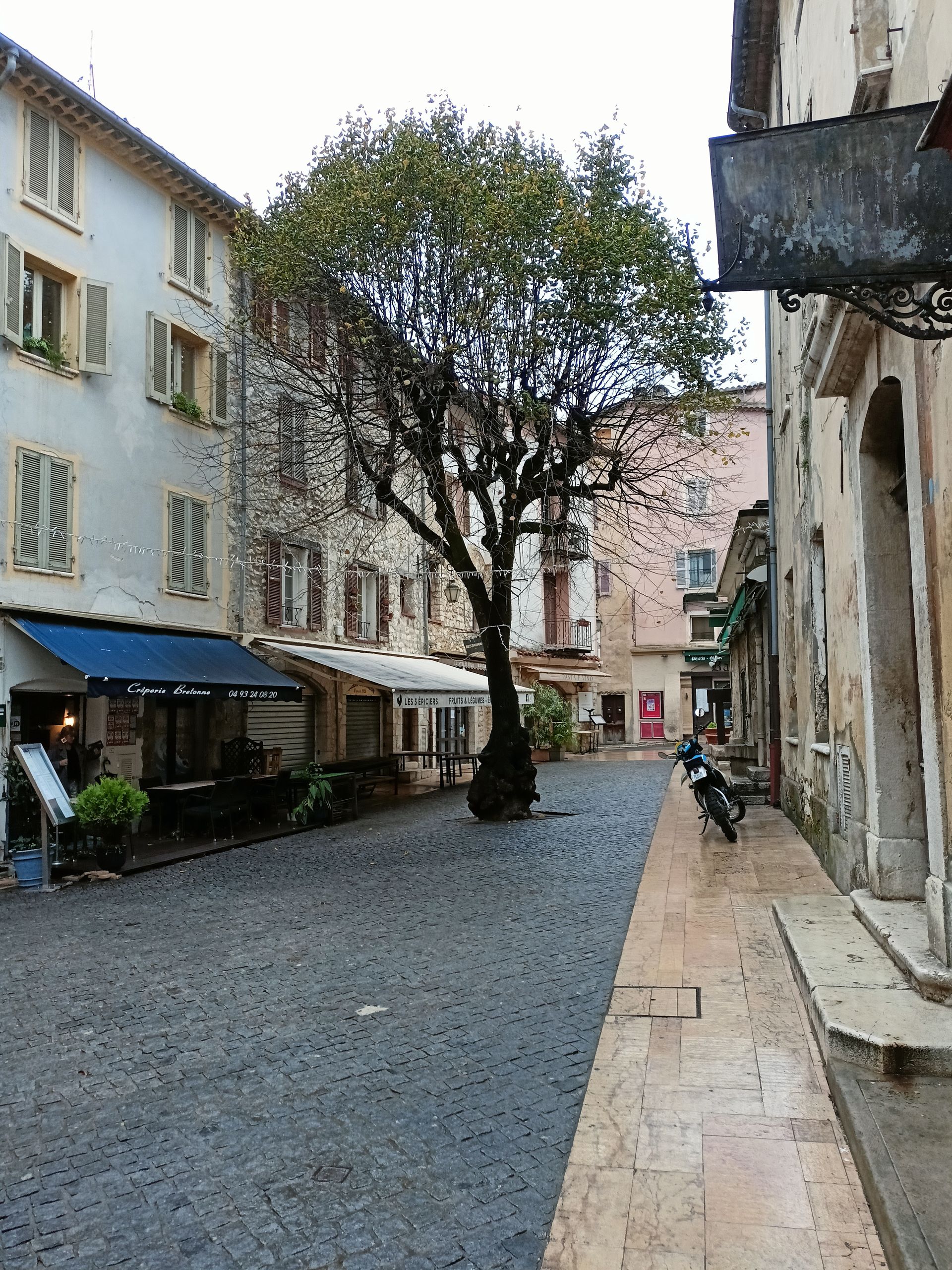 Il grande Frassino di Vence in Francia