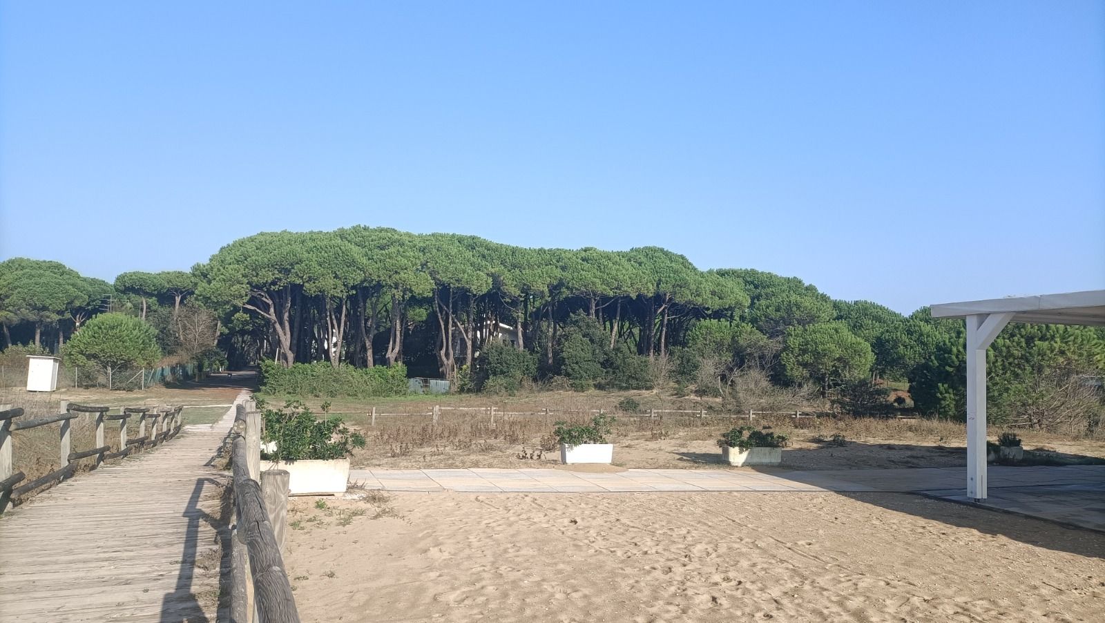 spiaggia con pineta