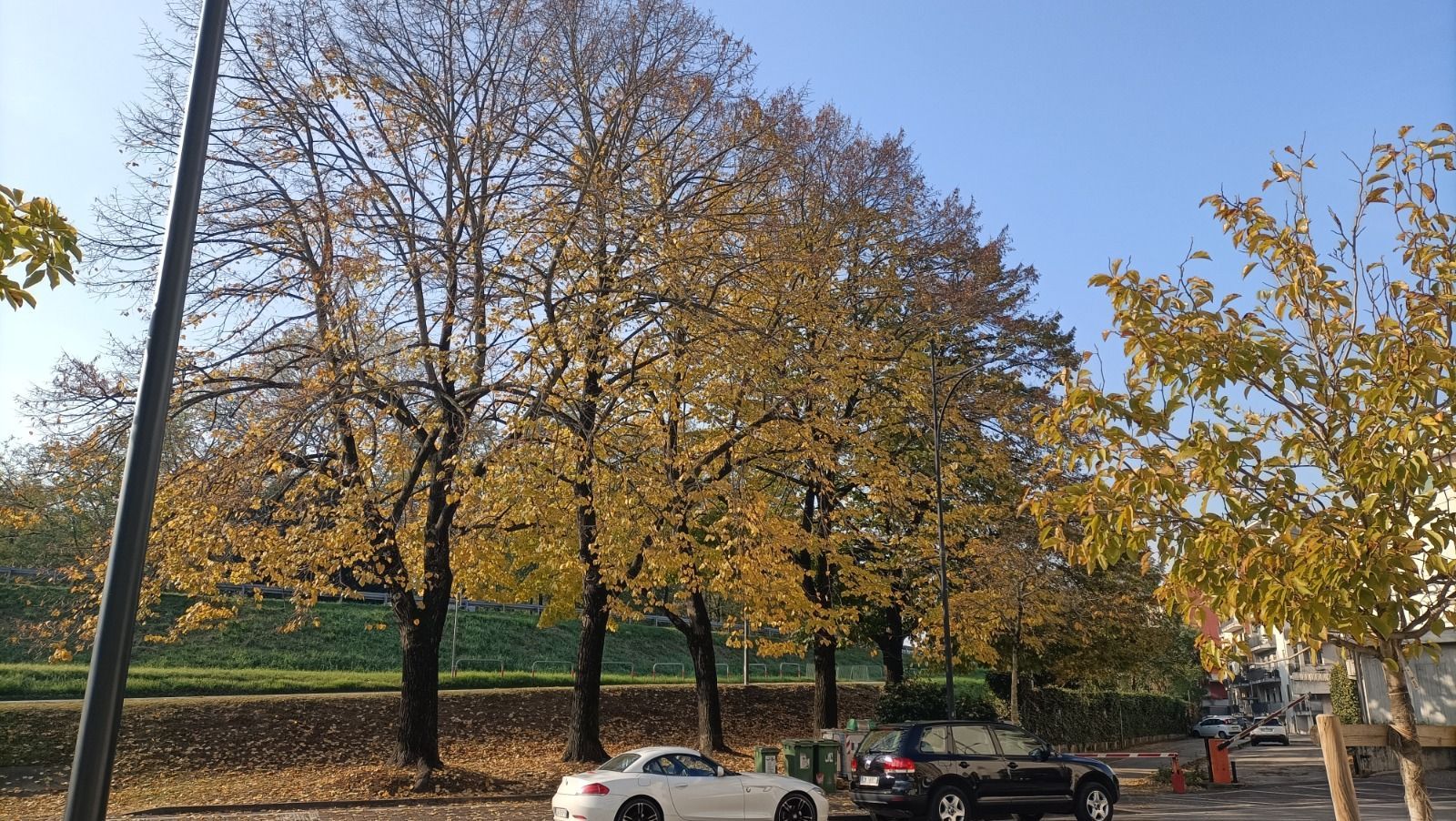 viale con alberi in autunno con foglie gialle e 2 automobili