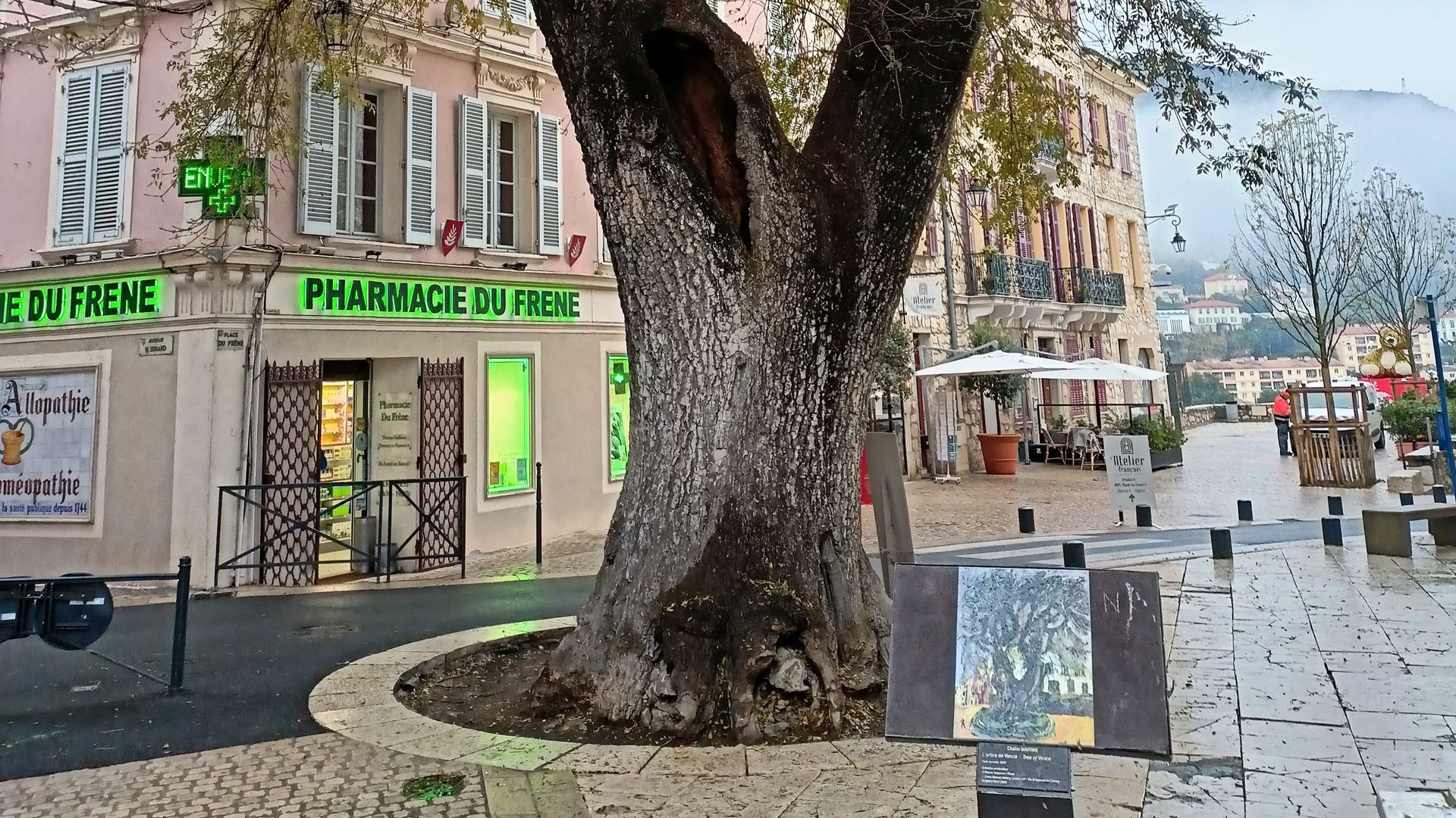Il grande Frassino di Vence in Francia