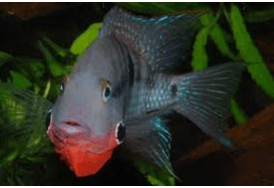 Thorichthys meeki Thorichthys meeki