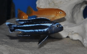 Melanochromis johannii Gome Melanochromis johannii Gome