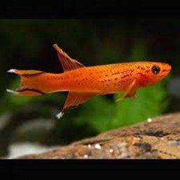 KILLI CAP LOPEZ KILLI CAP LOPEZ