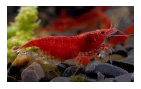 Crevette Neocaridina davidi red cherry Crevette Neocaridina davidi red cherry