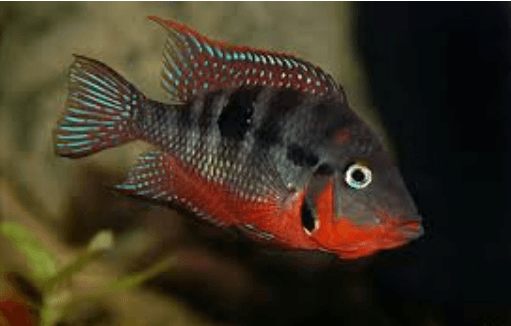 Thorichthys meeki Thorichthys meeki