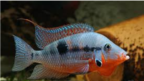 Thorichthys meeki Thorichthys meeki