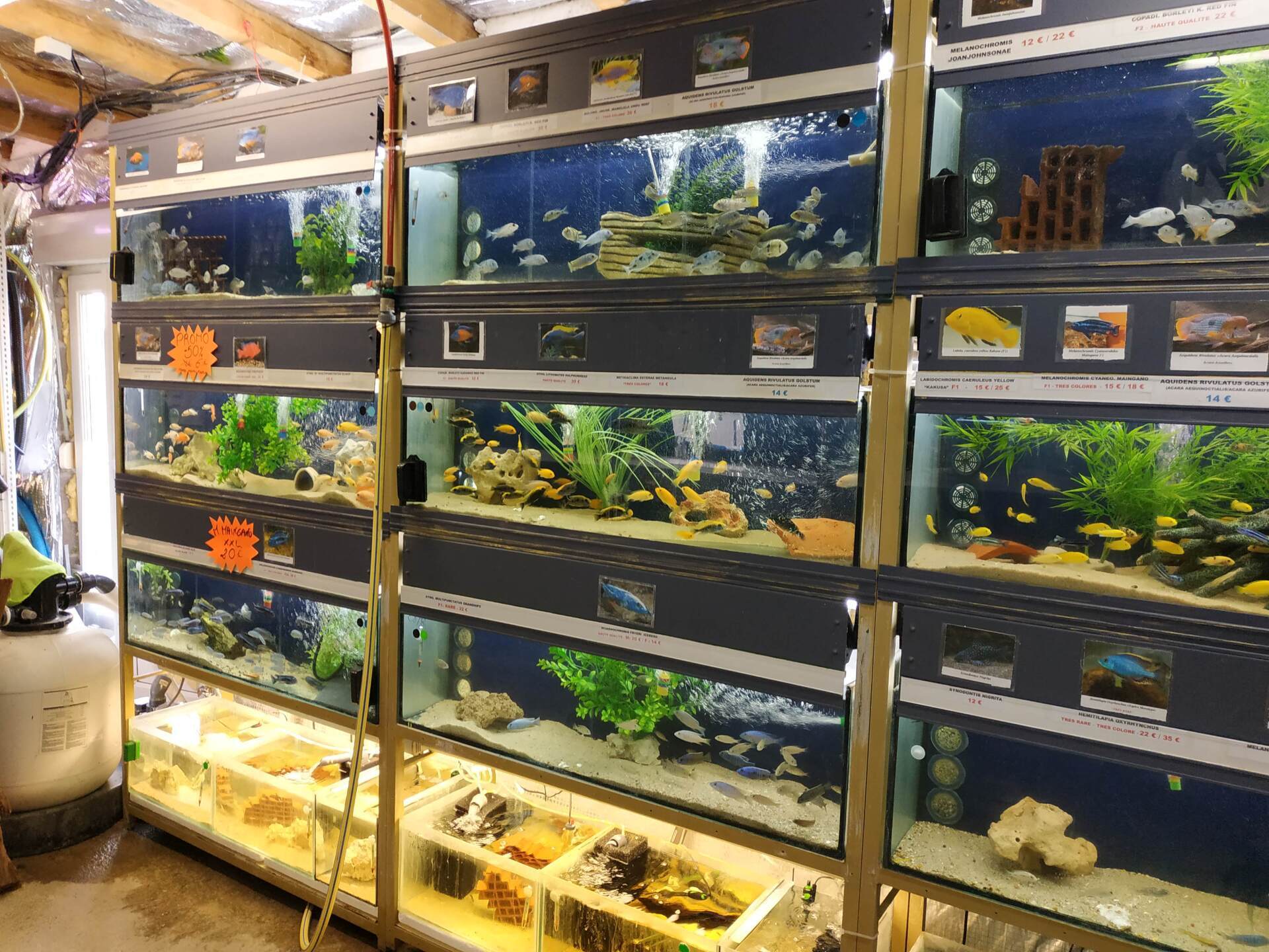 Nos bacs de poissons