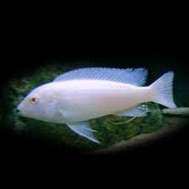 PSEUDOTROPHEUS SOCOLOFI ALBINOS PSEUDOTROPHEUS SOCOLOFI
ALBINOS