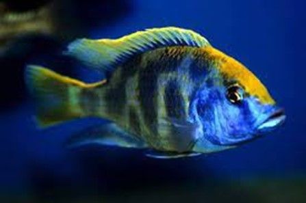NIMBOCHROMIS VENUSTUS HAPLO - LEOPARD NIMBOCHROMIS VENUSTUS HAPLO - LEOPARD