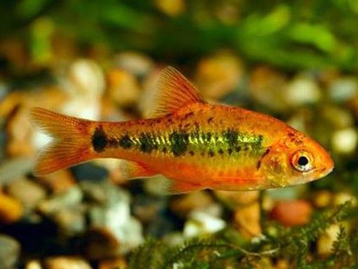 Barbus schuberti Barbus schuberti