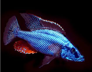 Dimidiochromis compressiceps Dimidiochromis compressiceps