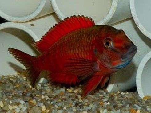 Tropheus Moorïï Red Moliro Tropheus Moorïï
Red Moliro