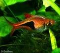 RASBORA ARLEQUIN (Trigonostigma Heteramorpha) 1 € RASBORA ARLEQUIN (Trigonostigma Heteramorpha)