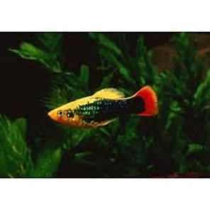 PLATY PERROQUET BLACK HAWAÏ XIPHOPHORUS VARIATUS PLATY PERROQUET BLACK HAWAÏ XIPHOPHORUS VARIATUS