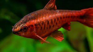 barbus cerise barbus cerise