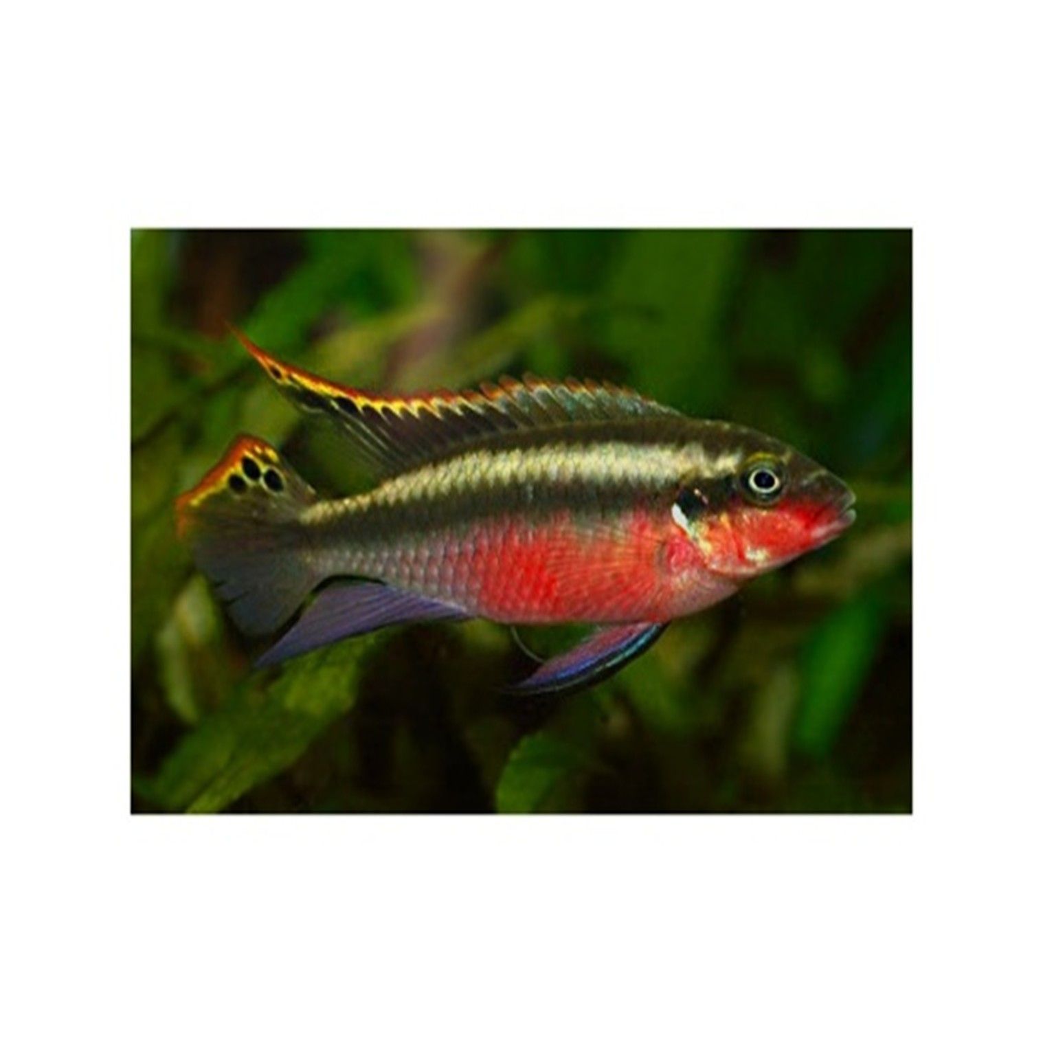 PELVICACHROMIS KRIBENSIS PELVICACHROMIS KRIBENSIS