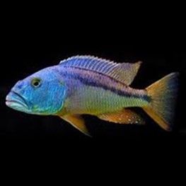 ARISTOCHROMIS CHRISTYI ARISTOCHROMIS CHRISTYI