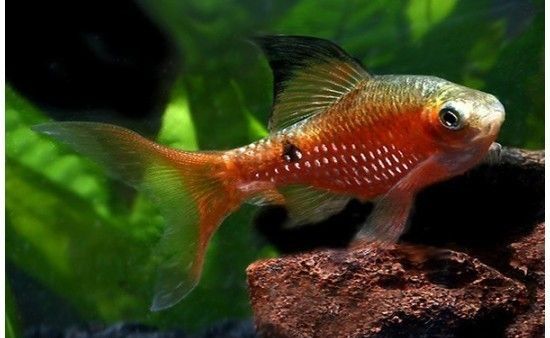 Barbus rosé - Puntius conchonius Barbus rosé - Puntius conchonius