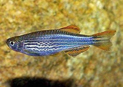 danio kyathit-orange finned danio-ocelot danio danio kyathit-orange finned danio-ocelot danio