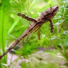 LORICARIA FILAMENTOSA LORICARIA FILAMENTOSA