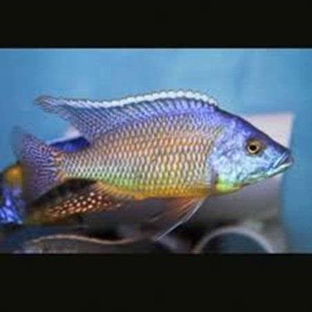 PROTOMELAS SIMILIS PROTOMELAS SIMILIS