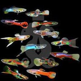guppy Endler Poecilia wingei guppy Endler Poecilia wingei