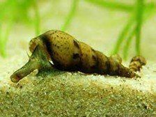 Escargot malais Escargot malais