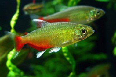TETRA NAIN VERT FEU (Haphyocharax Rathbuni) TETRA NAIN VERT FEU (Haphyocharax Rathbuni)