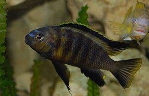 TROPHEOPS TROPHEOPS MAKOKOLA REEF TROPHEOPS TROPHEOPS MAKOKOLA REEF