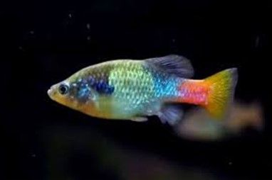 XENOTOCA EISENI XENOTOCA EISENI